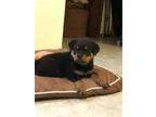 Rottweiler Puppy for sale in Paw Paw, IL, USA