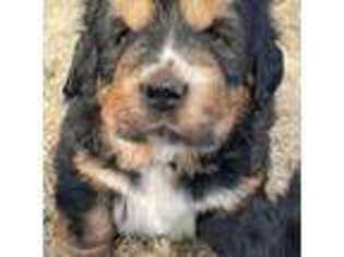 Tibetan Mastiff Puppy for sale in Sheldon, MO, USA