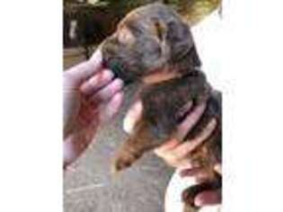 Labradoodle Puppy for sale in Danville, AL, USA