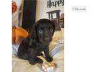 Boykin Spaniel Puppy for sale in Springfield, MO, USA