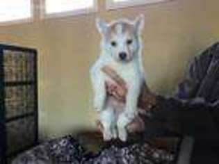 Siberian Husky Puppy for sale in Midland, TX, USA