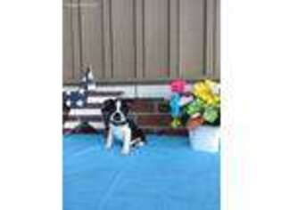 Boston Terrier Puppy for sale in Topeka, IN, USA