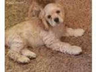 Cocker Spaniel Puppy for sale in Saint Marys, OH, USA