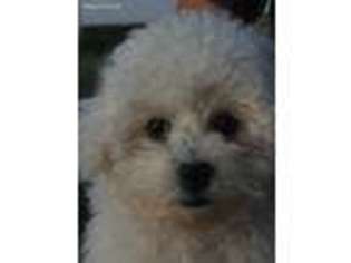 Bichon Frise Puppy for sale in Lawton, IA, USA