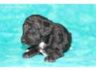 Mutt Puppy for sale in Gray, LA, USA