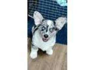 Pembroke Welsh Corgi Puppy for sale in Greenville, SC, USA