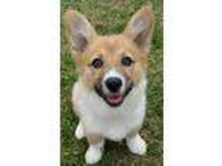 Pembroke Welsh Corgi Puppy for sale in Knoxville, TN, USA