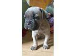 Cane Corso Puppy for sale in Albany, NY, USA