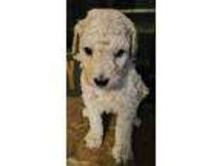 Goldendoodle Puppy for sale in Russellville, AR, USA