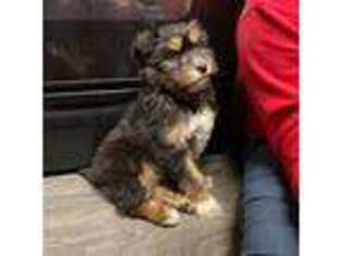 Mutt Puppy for sale in Sunnyside, WA, USA