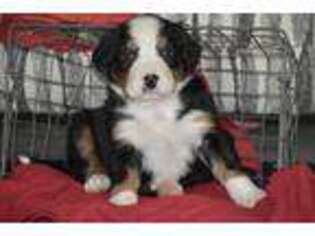 Bernese Mountain Dog Puppy for sale in Nappanee, IN, USA