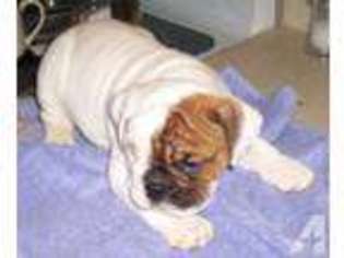 Bulldog Puppy for sale in AUBURN, WA, USA