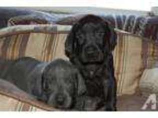 Newfoundland Puppy for sale in HINESBURG, VT, USA