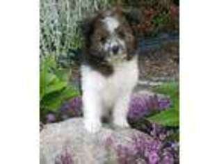 Maltipom Puppy for sale in Seneca Falls, NY, USA