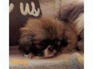Pekingese Puppy for sale in Sioux City, IA, USA