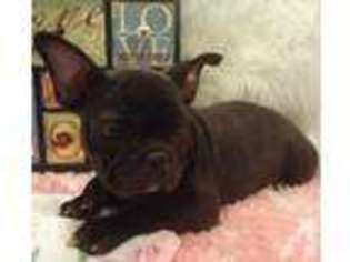French Bulldog Puppy for sale in BIRCH TREE, MO, USA
