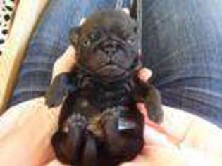Pug Puppy for sale in COEUR D ALENE, ID, USA