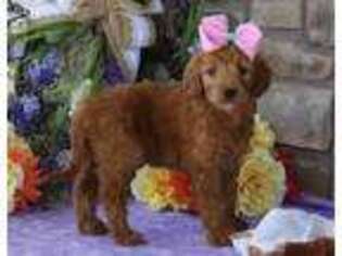 Goldendoodle Puppy for sale in Falcon, MO, USA