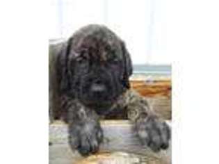 Mastiff Puppy for sale in Bloomington, IN, USA
