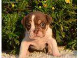 Olde English Bulldogge Puppy for sale in Houston, TX, USA