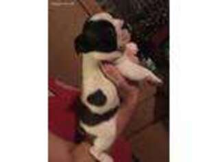 Boston Terrier Puppy for sale in Eaton, OH, USA