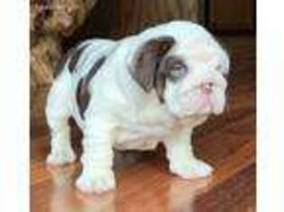 Bulldog Puppy for sale in Boonville, IN, USA