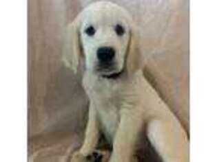Golden Retriever Puppy for sale in Senoia, GA, USA