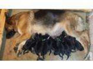 German Shepherd Dog Puppy for sale in LYNWOOD, CA, USA