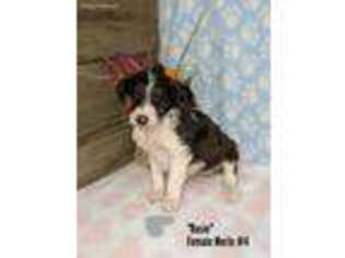 Mutt Puppy for sale in Cameron, MO, USA