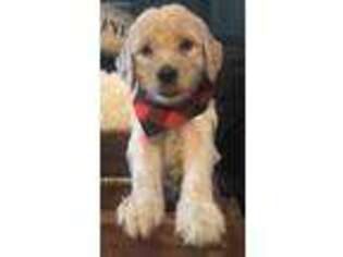 Goldendoodle Puppy for sale in Fort Smith, AR, USA