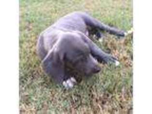 Great Dane Puppy for sale in Aline, OK, USA