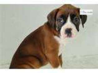 Boxer Puppy for sale in Canton, OH, USA