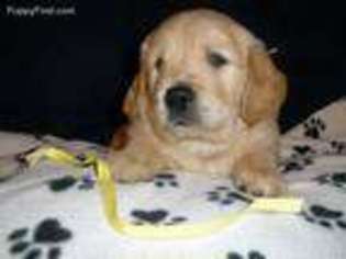 Golden Retriever Puppy for sale in Citrus Heights, CA, USA