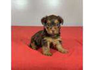 Yorkshire Terrier Puppy for sale in Lancaster, OH, USA