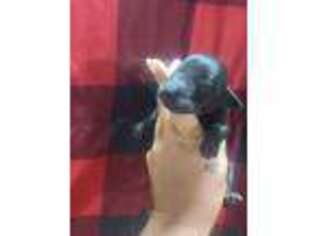 Great Dane Puppy for sale in Iowa Falls, IA, USA