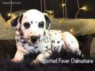 Medium Photo #1 Dalmatian Puppy For Sale in Laquey, MO, USA