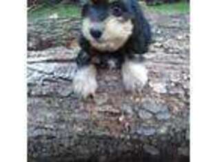 Dachshund Puppy for sale in Christiana, PA, USA