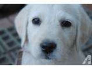 Labradoodle Puppy for sale in ESCONDIDO, CA, USA