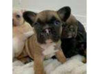 French Bulldog Puppy for sale in Beatrice, NE, USA