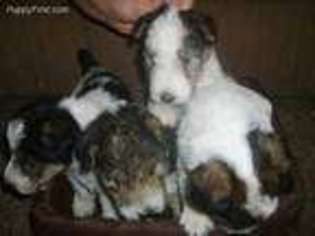 Mutt Puppy for sale in Bone Gap, IL, USA