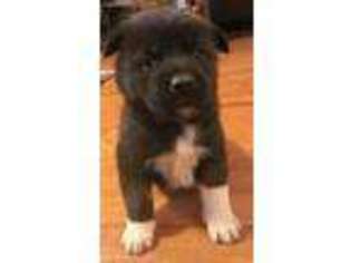 Alapaha Blue Blood Bulldog Puppy for sale in Sharon, KS, USA