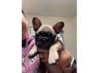 French Bulldog Puppy for sale in Dedham, MA, USA