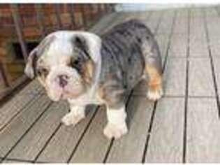 Bulldog Puppy for sale in Tulsa, OK, USA