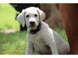 Labrador Retriever Puppy for sale in Muscatine, IA, USA