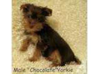 Yorkshire Terrier Puppy for sale in KIRKWOOD, NY, USA