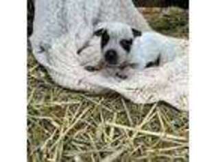 Australian Cattle Dog Puppy for sale in Hyde Park, NY, USA