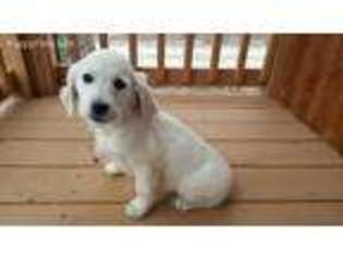 Golden Retriever Puppy for sale in Park Hills, MO, USA