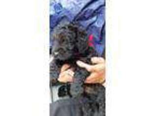 Labradoodle Puppy for sale in Marshall, MI, USA