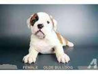 Bulldog Puppy for sale in SAN RAMON, CA, USA