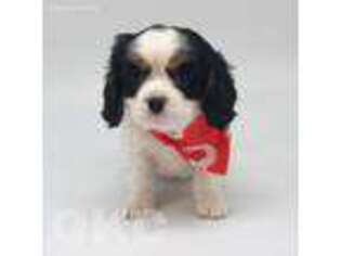 Cavalier King Charles Spaniel Puppy for sale in Hillsboro, MO, USA